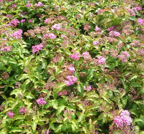 Tavolník japonský 'Crispa' - Spiraea japonica 'Crispa'