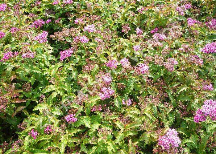 Tavolník japonský 'Crispa' - Spiraea japonica 'Crispa'