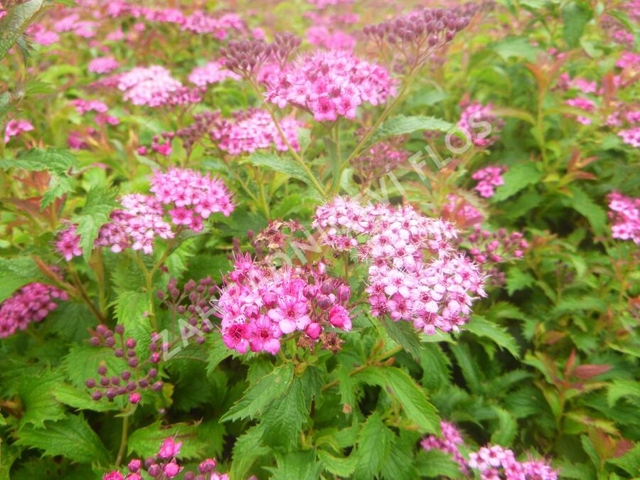 Tavolník japonský 'Crispa' - Spiraea japonica 'Crispa'