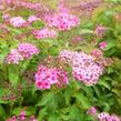 Tavolník japonský 'Crispa' - Spiraea japonica 'Crispa'