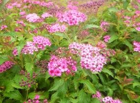 Tavolník japonský 'Crispa' - Spiraea japonica 'Crispa'