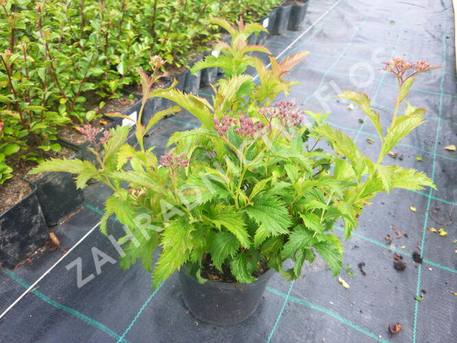 Tavolník japonský 'Crispa' - Spiraea japonica 'Crispa'
