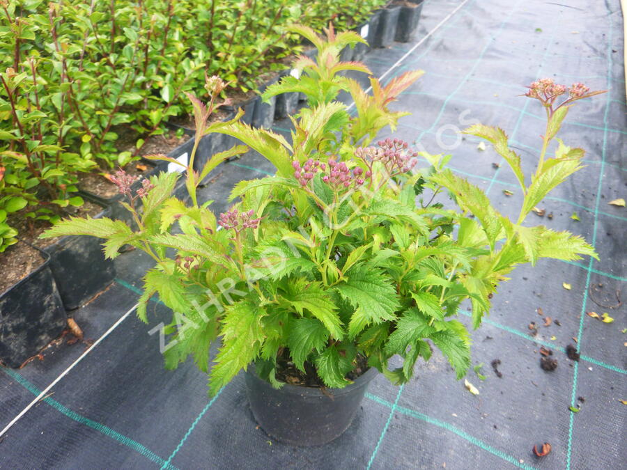 Tavolník japonský 'Crispa' - Spiraea japonica 'Crispa'