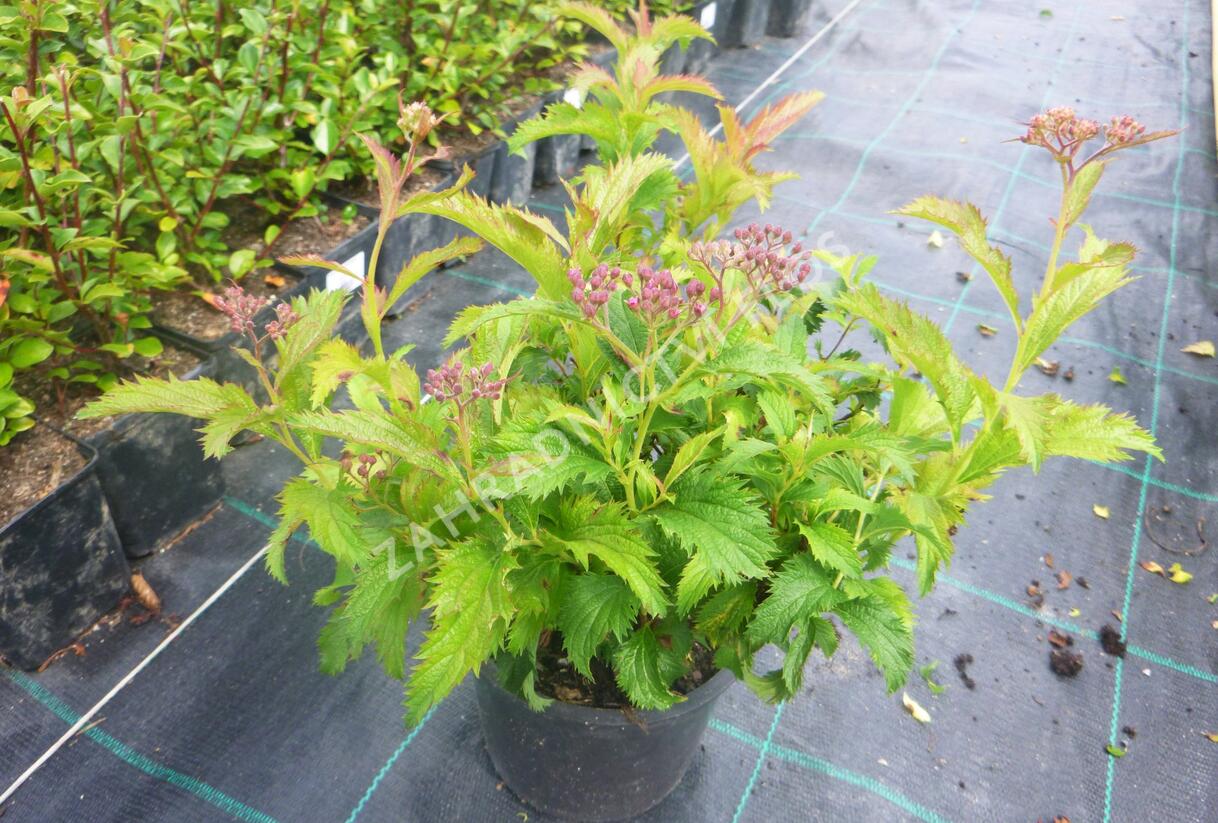 Tavolník japonský 'Crispa' - Spiraea japonica 'Crispa'