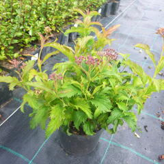 Tavolník japonský 'Crispa' - Spiraea japonica 'Crispa'