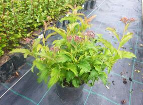 Tavolník japonský 'Crispa' - Spiraea japonica 'Crispa'