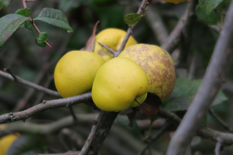 Kdoulovec lahvicovitý 'Nivalis' - Chaenomeles speciosa 'Nivalis'