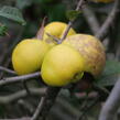 Kdoulovec lahvicovitý 'Nivalis' - Chaenomeles speciosa 'Nivalis'