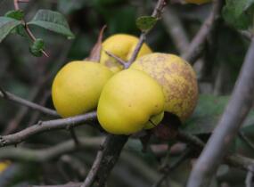 Kdoulovec lahvicovitý 'Nivalis' - Chaenomeles speciosa 'Nivalis'
