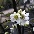 Kdoulovec lahvicovitý 'Nivalis' - Chaenomeles speciosa 'Nivalis'