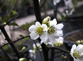 Kdoulovec lahvicovitý 'Nivalis' - Chaenomeles speciosa 'Nivalis'
