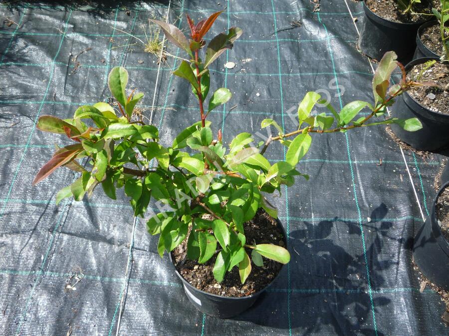 Kdoulovec lahvicovitý 'Nivalis' - Chaenomeles speciosa 'Nivalis'