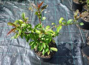 Kdoulovec lahvicovitý 'Nivalis' - Chaenomeles speciosa 'Nivalis'