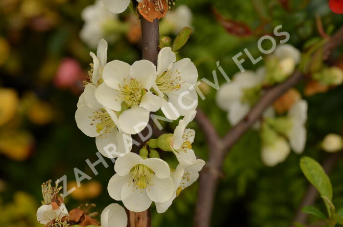Kdoulovec lahvicovitý 'Nivalis' - Chaenomeles speciosa 'Nivalis'