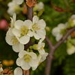 Kdoulovec lahvicovitý 'Nivalis' - Chaenomeles speciosa 'Nivalis'