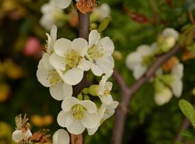 Kdoulovec lahvicovitý 'Nivalis' - Chaenomeles speciosa 'Nivalis'