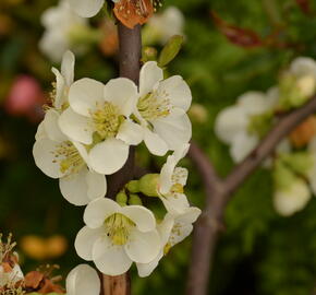 Kdoulovec lahvicovitý 'Nivalis' - Chaenomeles speciosa 'Nivalis'