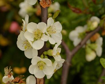 Kdoulovec lahvicovitý 'Nivalis'