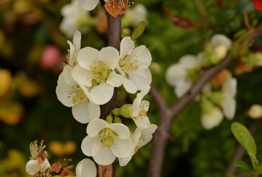 Kdoulovec lahvicovitý 'Nivalis' - Chaenomeles speciosa 'Nivalis'
