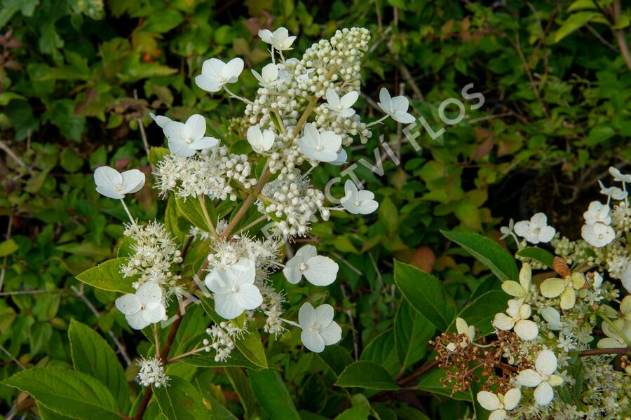 Hortenzie latnatá 'Tardiva' - Hydrangea paniculata 'Tardiva'