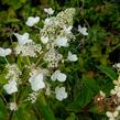Hortenzie latnatá 'Tardiva' - Hydrangea paniculata 'Tardiva'