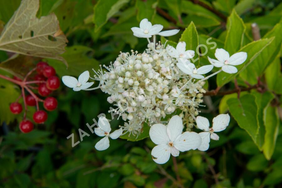 Hortenzie latnatá 'Tardiva' - Hydrangea paniculata 'Tardiva'