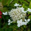 Hortenzie latnatá 'Tardiva' - Hydrangea paniculata 'Tardiva'