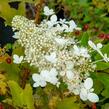 Hortenzie latnatá 'Tardiva' - Hydrangea paniculata 'Tardiva'