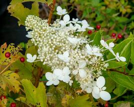 Hortenzie latnatá 'Tardiva'