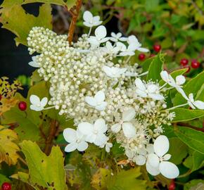 Hortenzie latnatá 'Tardiva' - Hydrangea paniculata 'Tardiva'