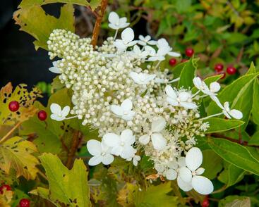 Hortenzie latnatá 'Tardiva'