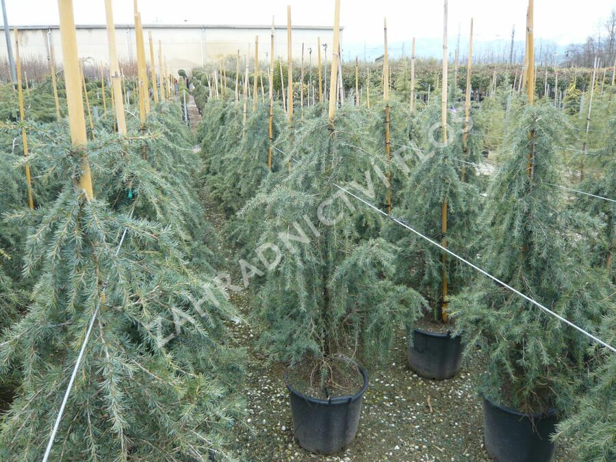 Cedr himalájský 'Feelin Blue' - Cedrus deodara 'Feelin Blue'