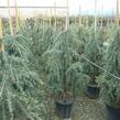 Cedr himalájský 'Feelin Blue' - Cedrus deodara 'Feelin Blue'