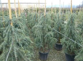 Cedr himalájský 'Feelin Blue' - Cedrus deodara 'Feelin Blue'