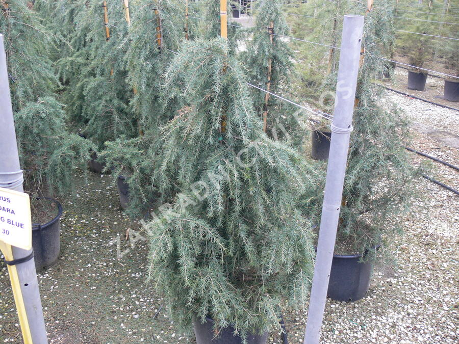 Cedr himalájský 'Feelin Blue' - Cedrus deodara 'Feelin Blue'