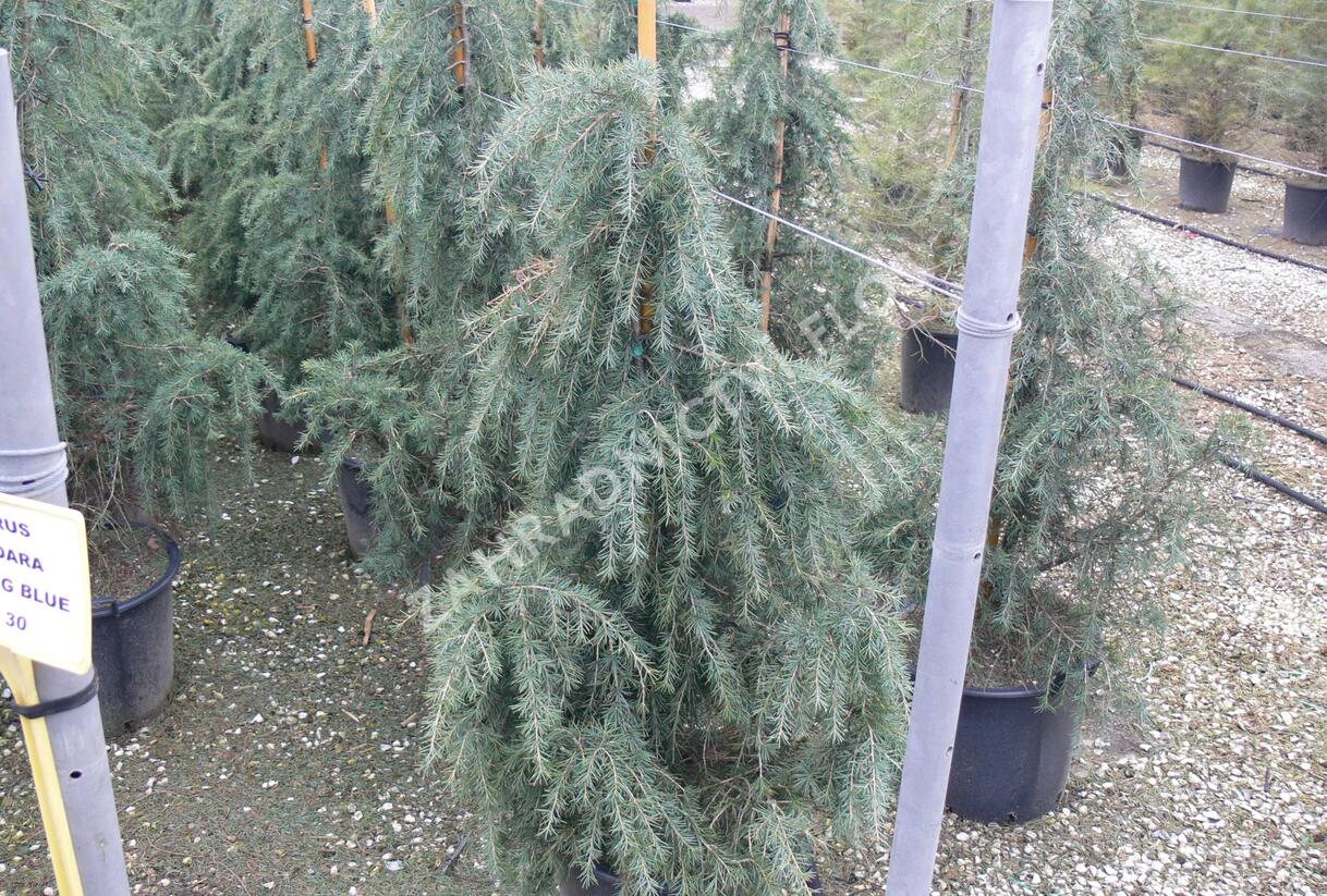 Cedr himalájský 'Feelin Blue' - Cedrus deodara 'Feelin Blue'