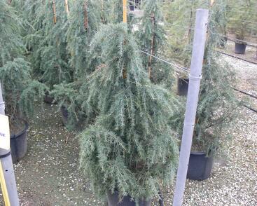 Cedr himalájský 'Feelin Blue'