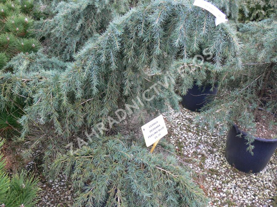 Cedr himalájský 'Feelin Blue' - Cedrus deodara 'Feelin Blue'