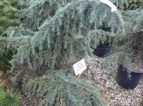 Cedr himalájský 'Feelin Blue' - Cedrus deodara 'Feelin Blue'