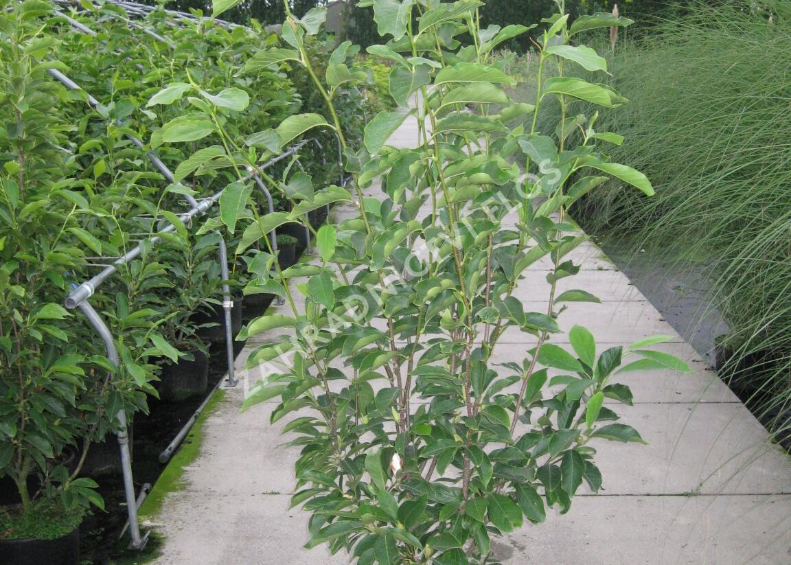 Šácholan Soulangeanův 'Lennei Alba' - Magnolia soulangeana 'Lennei Alba'