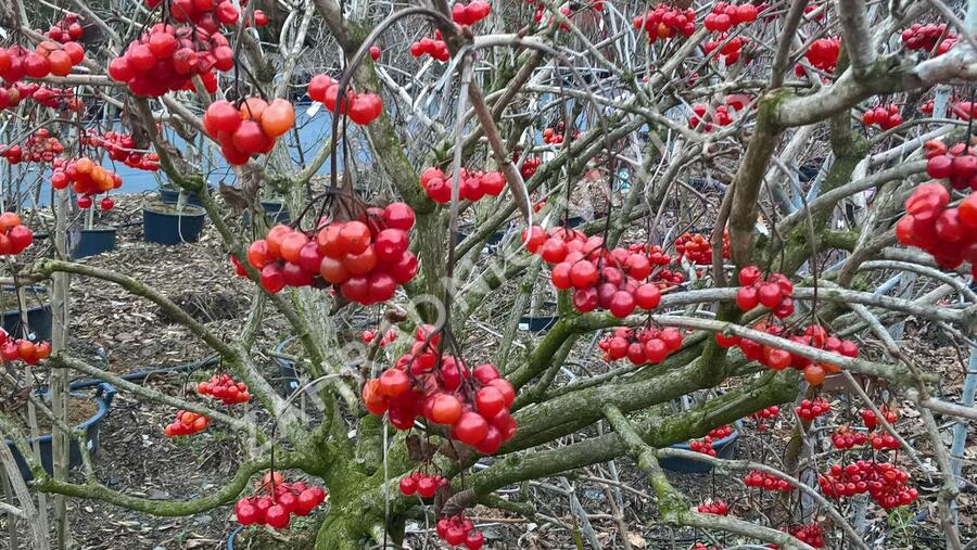 Kalina obecná - Viburnum opulus