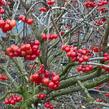 Kalina obecná - Viburnum opulus