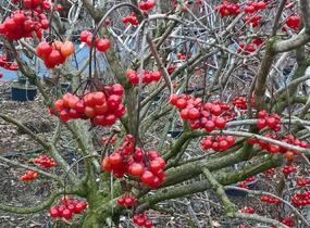Kalina obecná - Viburnum opulus