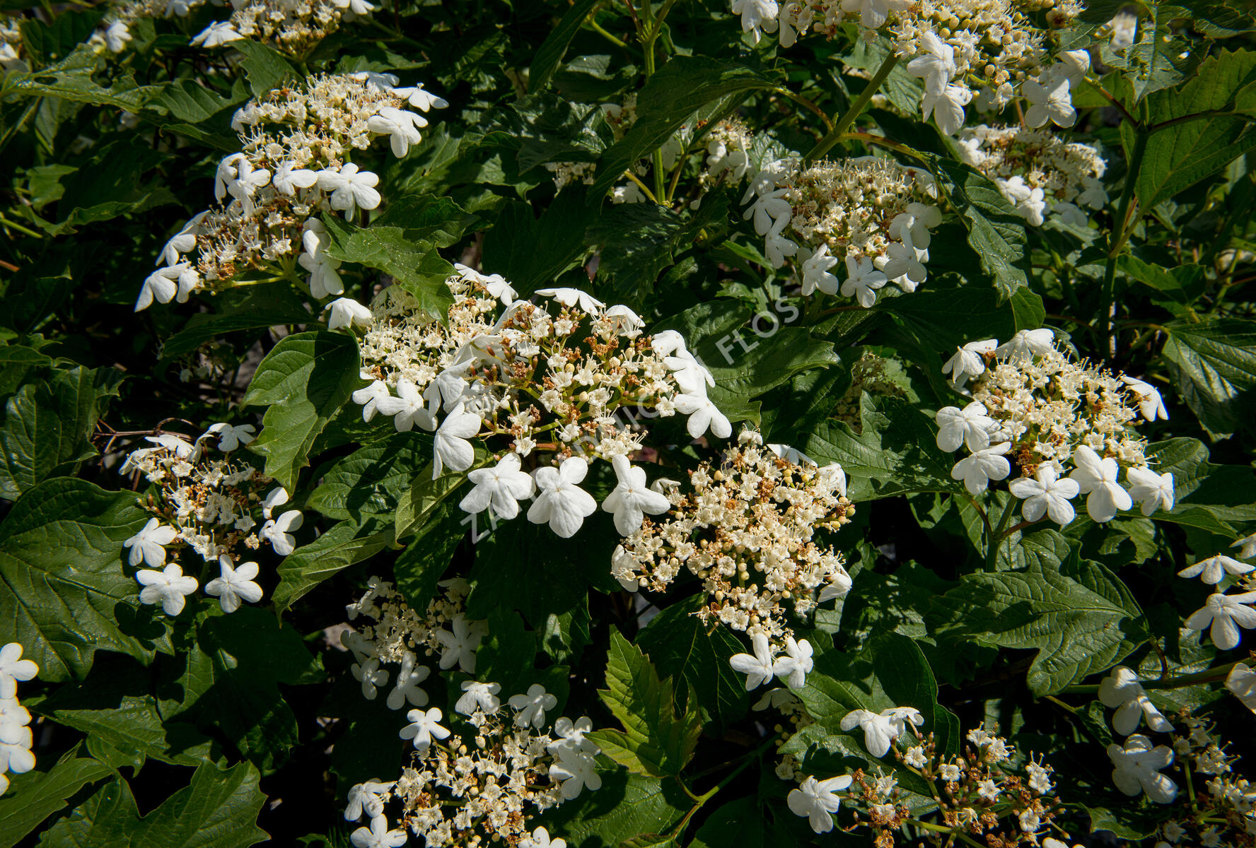 Kalina obecná - Viburnum opulus | Zahradnictví FLOS