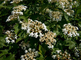 Kalina obecná - Viburnum opulus