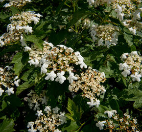 Kalina obecná - Viburnum opulus