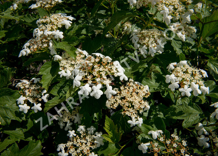 Kalina obecná - Viburnum opulus