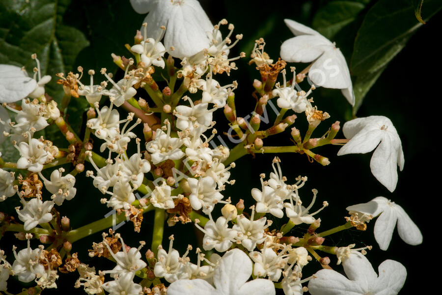 Kalina obecná - Viburnum opulus