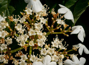 Kalina obecná - Viburnum opulus