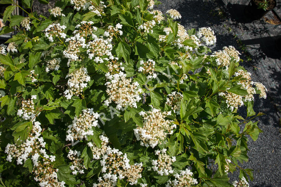 Kalina obecná - Viburnum opulus